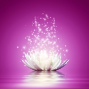 Lotus flower von astra concept