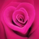 Rose en forme de coeur von Delphotostock,